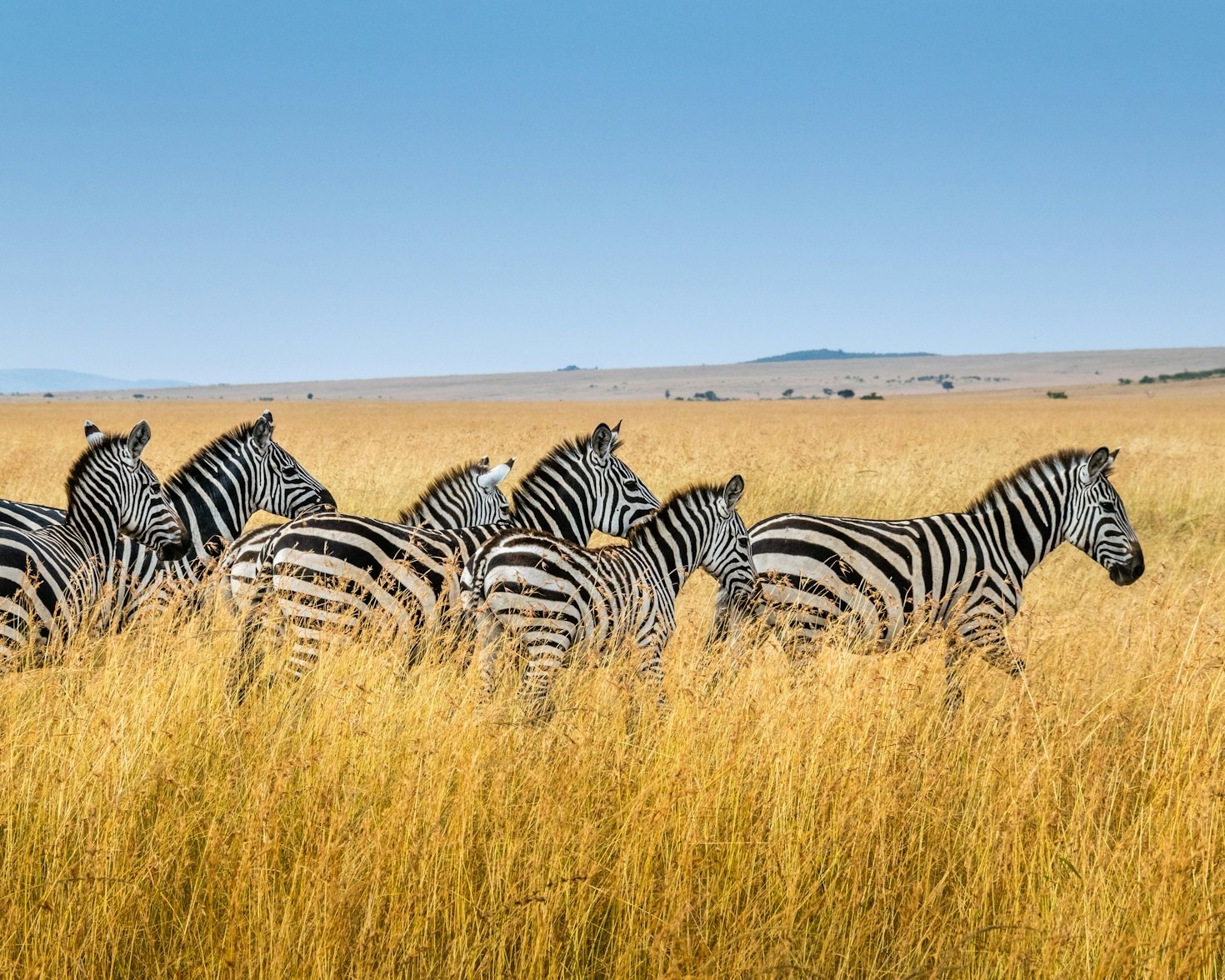 Preparing For Your First Wildlife Conservation Adventure